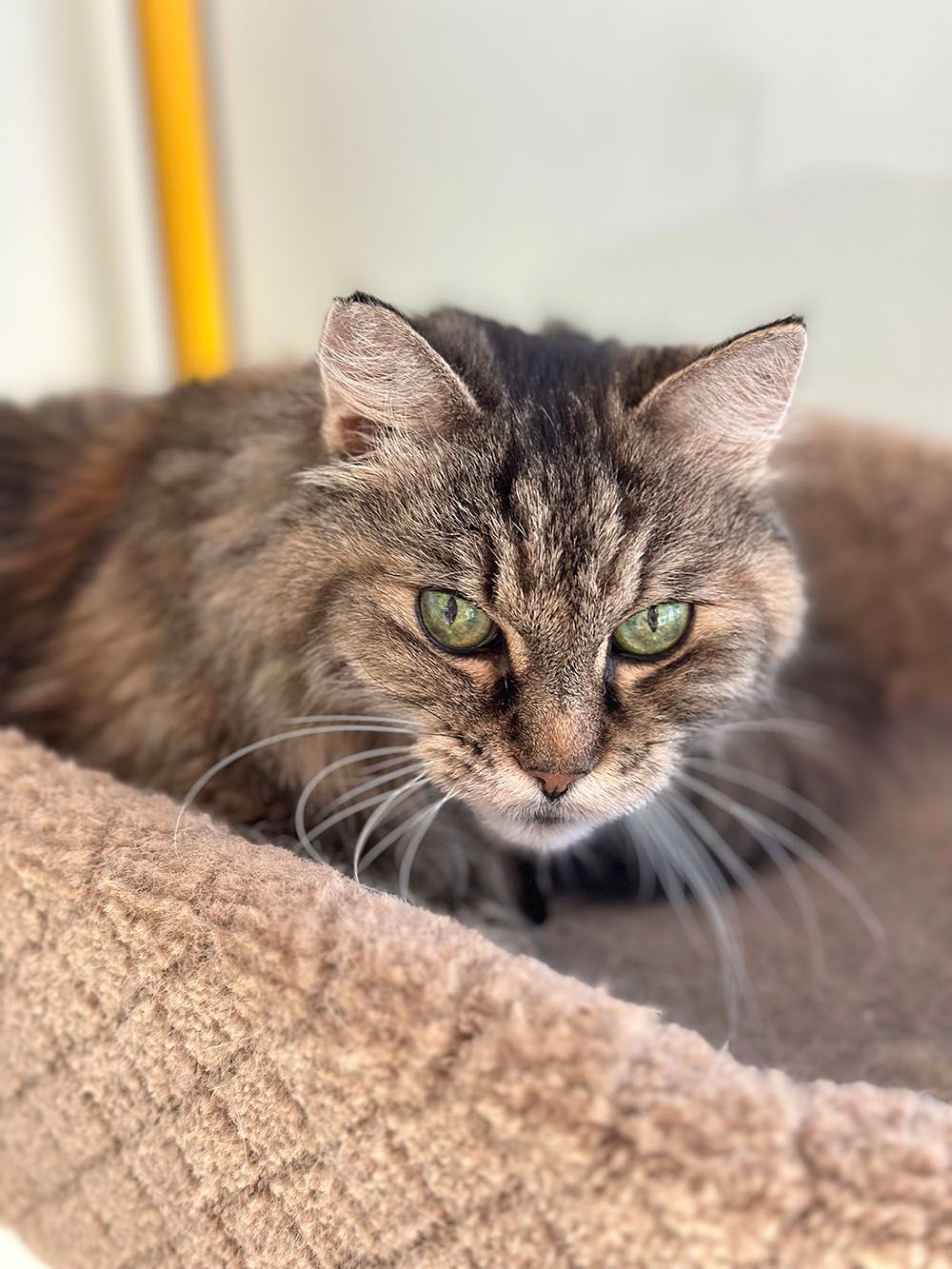 Fluffy tabby cat resting on a beige blanket