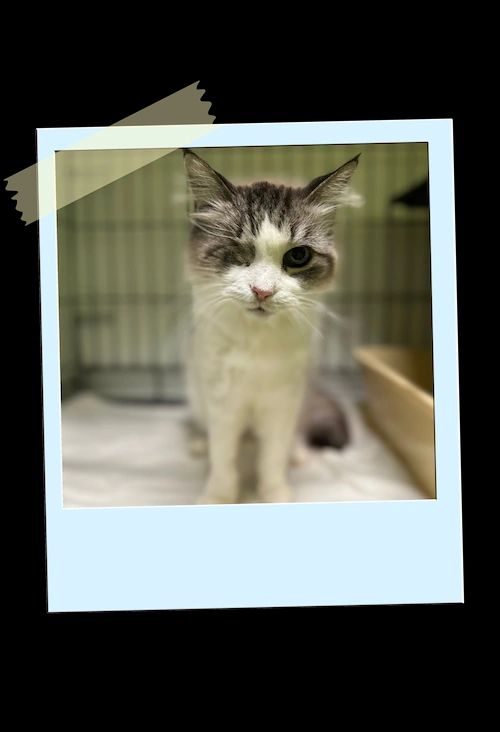 White and tabby kitten standing indoors, framed like a Polaroid photo.