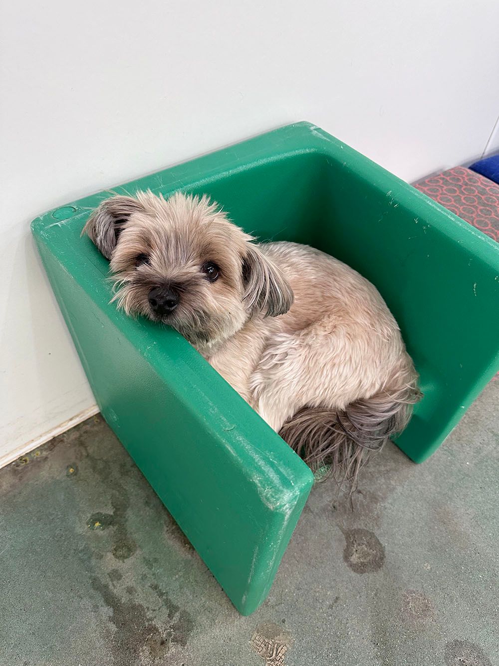 Small dog resting in a green bed against a wall on a tiled floor