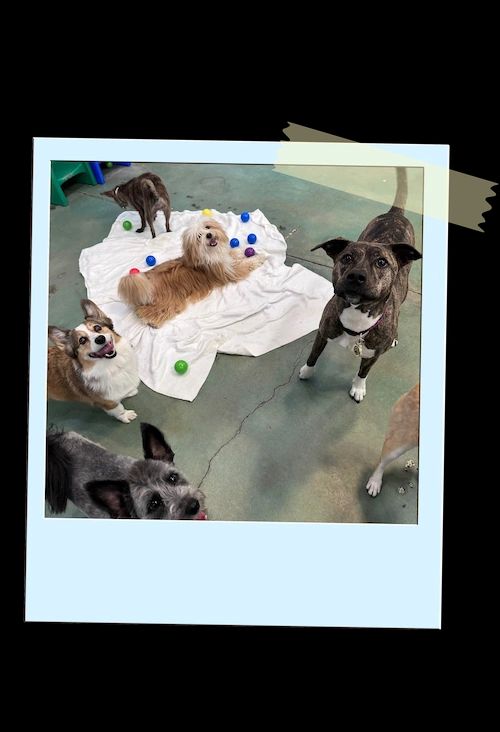 Several dogs on a white blanket indoors, with one brown dog lying down and others gathered around it.
