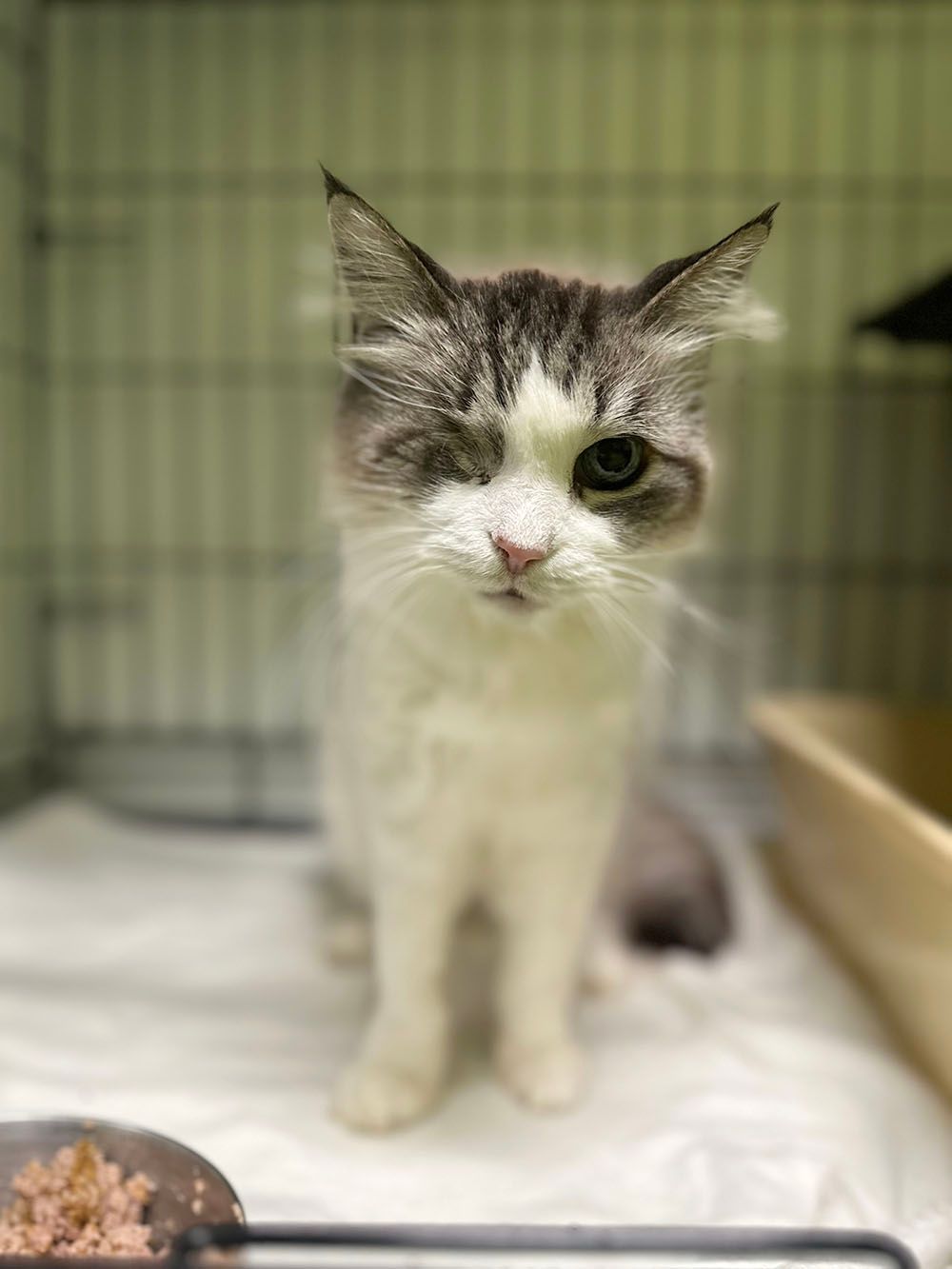 A gray-and-white kitten standing in a kennel