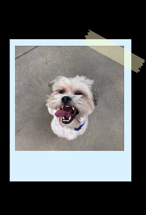 Small fluffy white dog with a blue collar, looking up with tongue out on a concrete sidewalk.