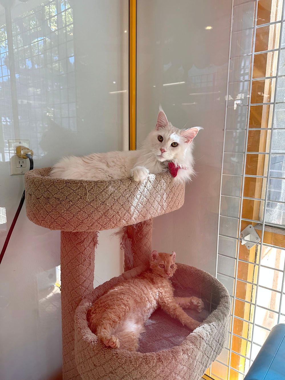 Two cats resting on a beige cat tree beside a window