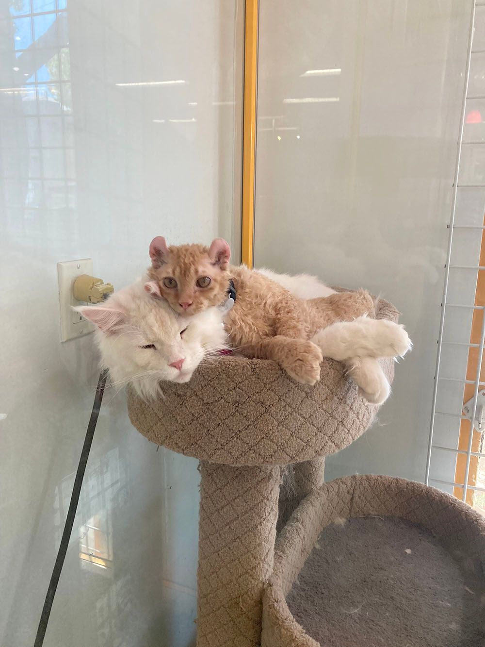 Two cats cuddled in a beige cat tree beside a window