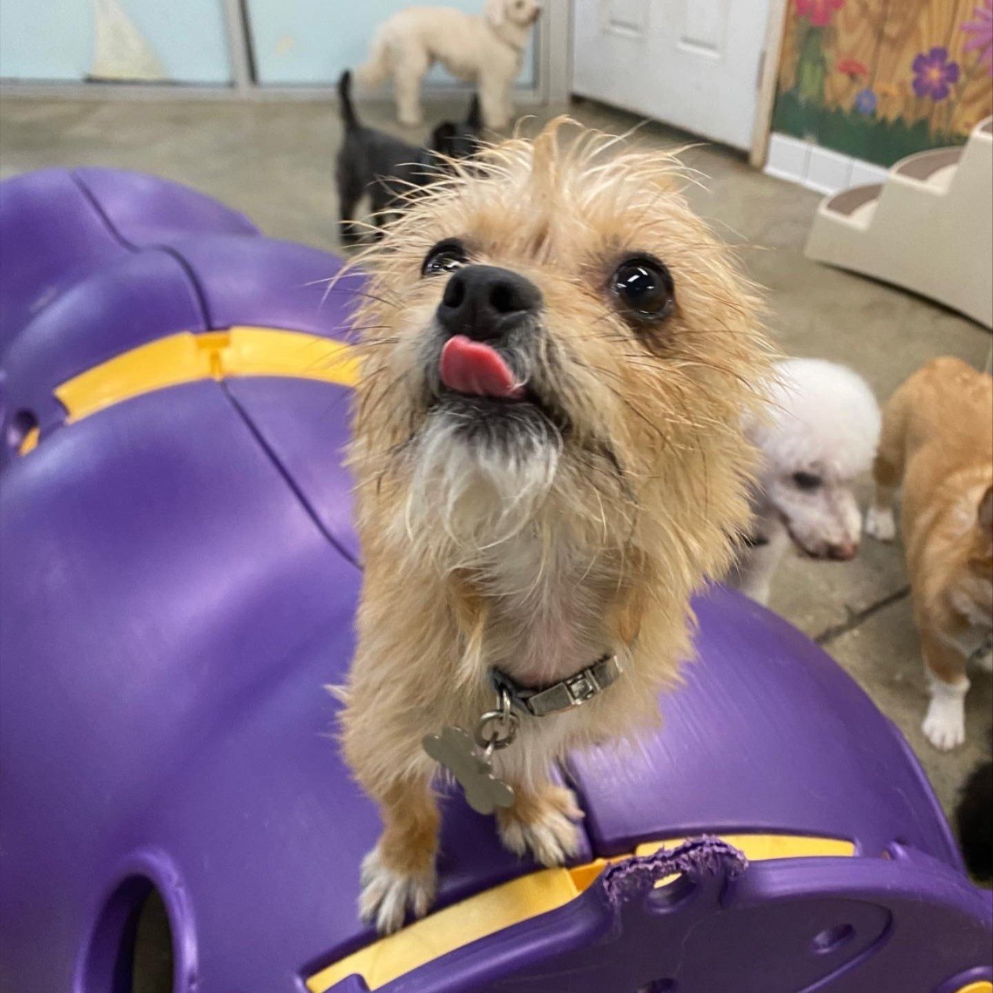 Small scruffy dog standing on a purple agility obstacle with other dogs in the background