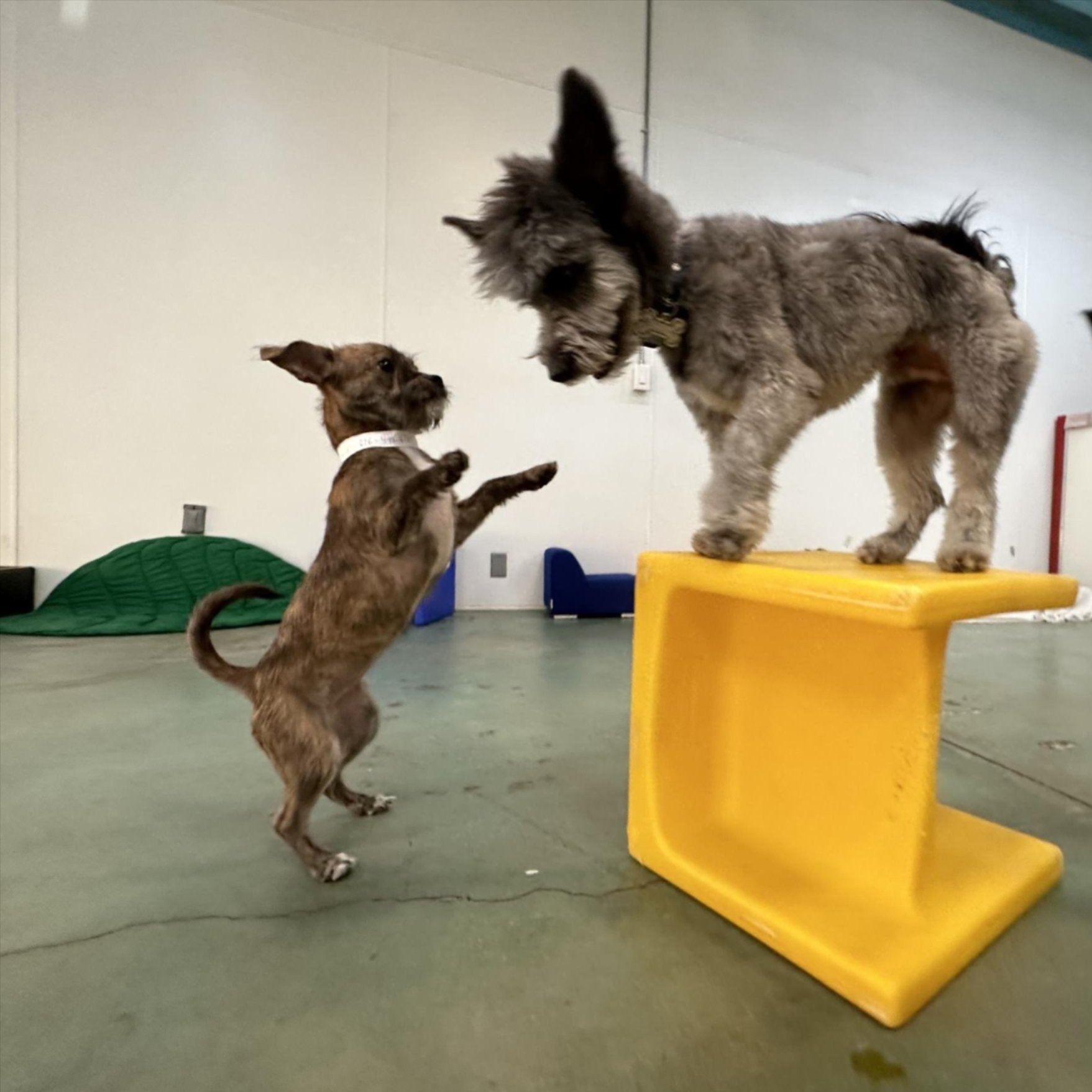 Two small dogs balancing on and reaching toward a yellow block in an indoor training room