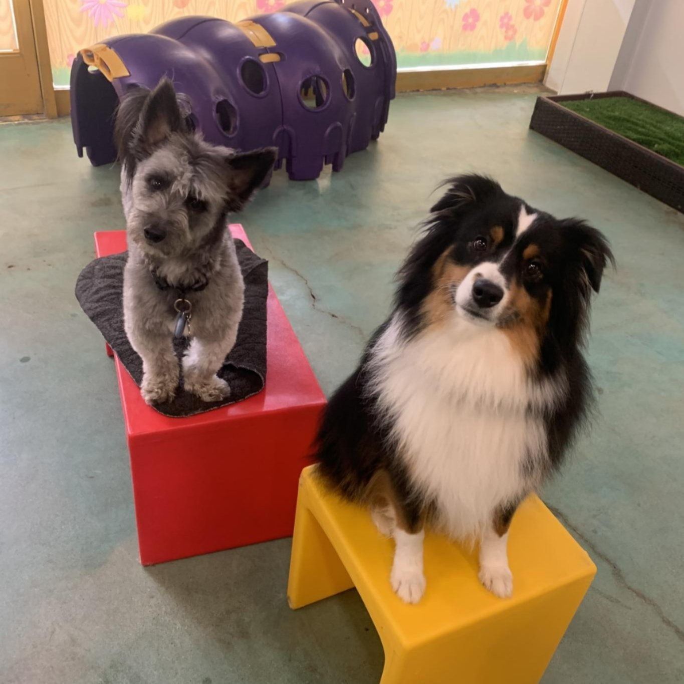 Two dogs sitting on red and yellow blocks in an indoor play area.