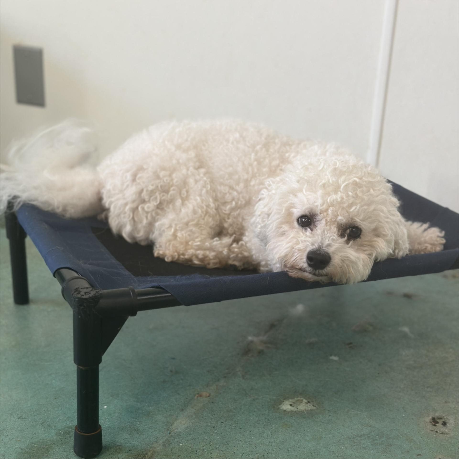 Small white fluffy dog lying on a raised cot, looking relaxed indoors.