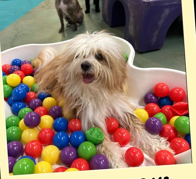 Fluffy white dog sitting in a ball pit with red, green, blue, purple, and yellow balls