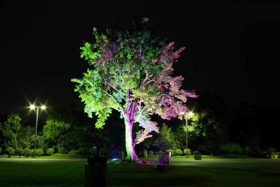 A tree is lit up with purple and green lights at night