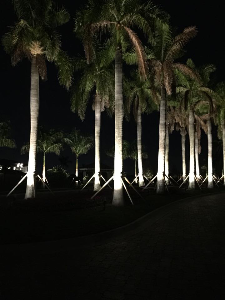 A row of palm trees are lit up at night.