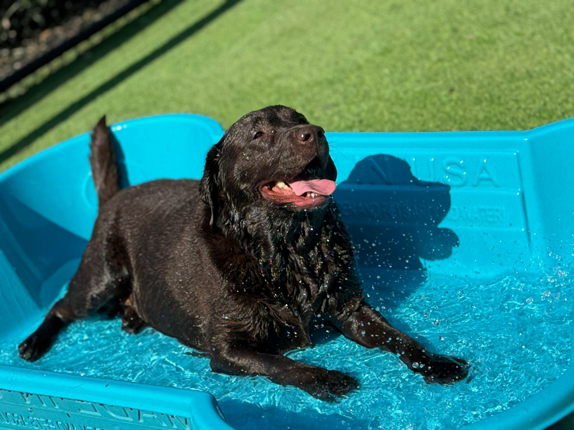 A black dog is laying in a blue tub of water.