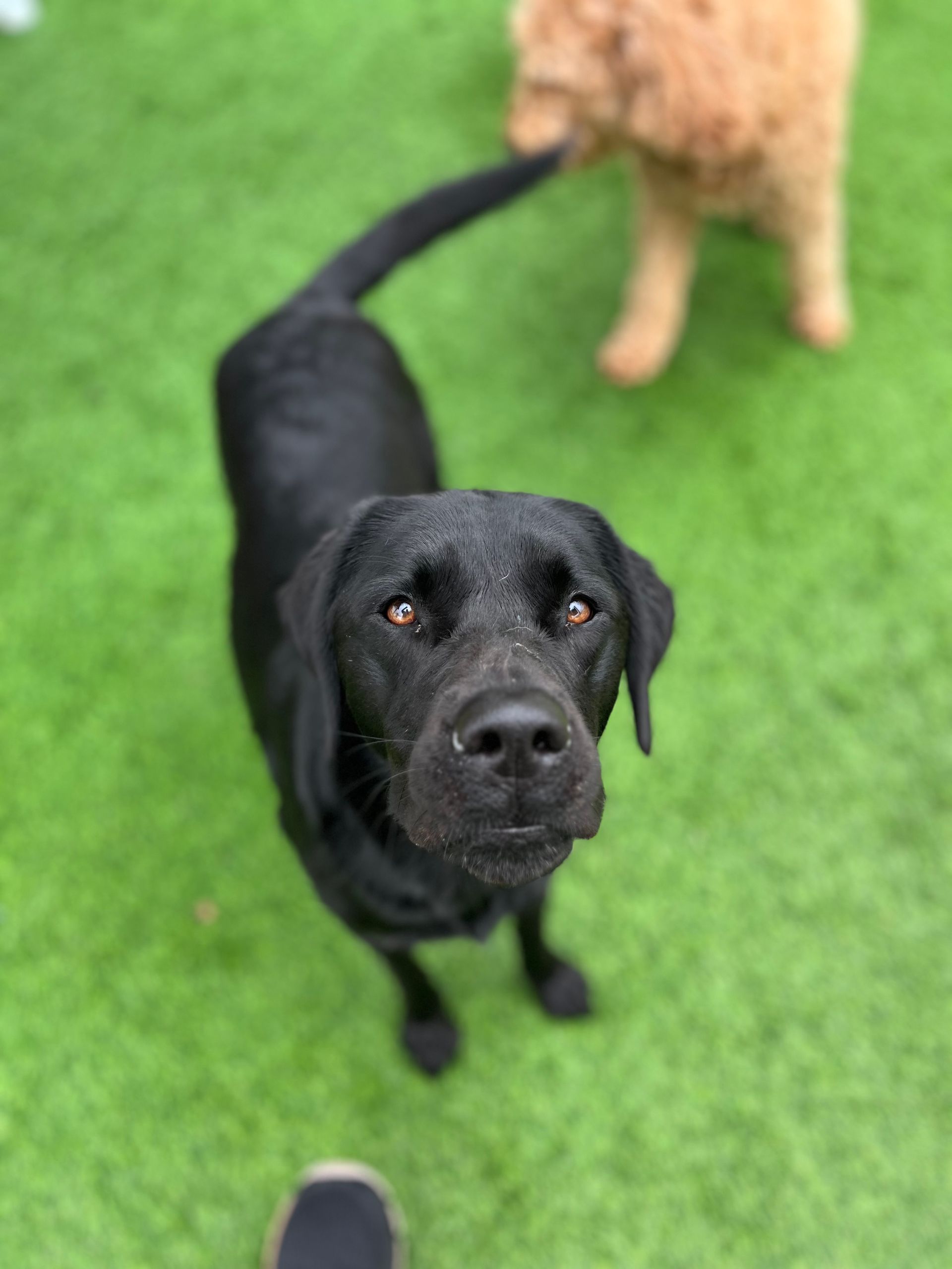 A black dog is standing on top of a lush green field looking up at the camera.
