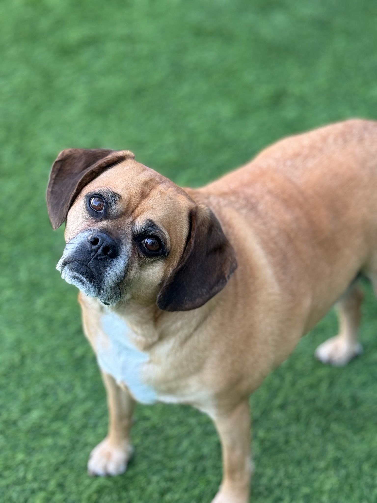 A brown and white dog is standing on top of a lush green field.