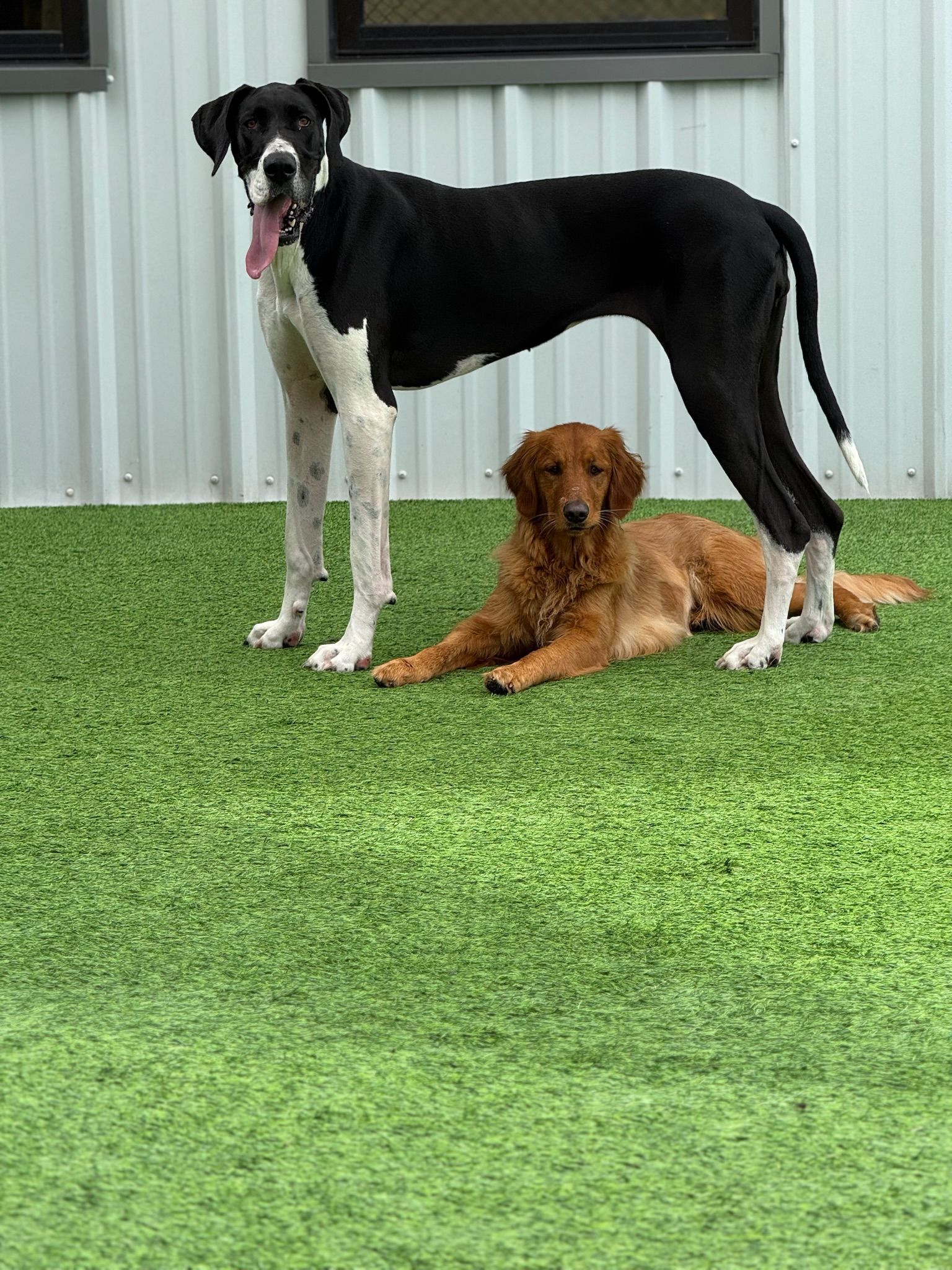 A black and white dog standing next to a brown dog laying on the grass.