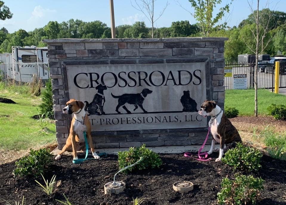 Two dogs sitting in front of a sign that says crossroads