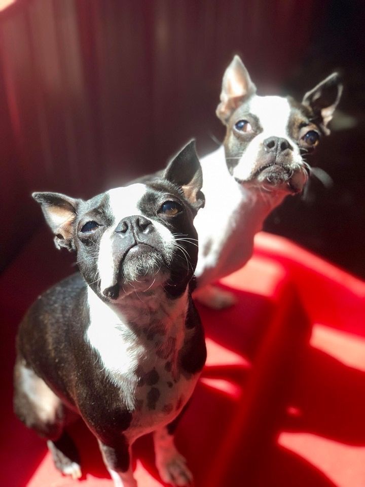 Two boston terriers are looking up at the camera