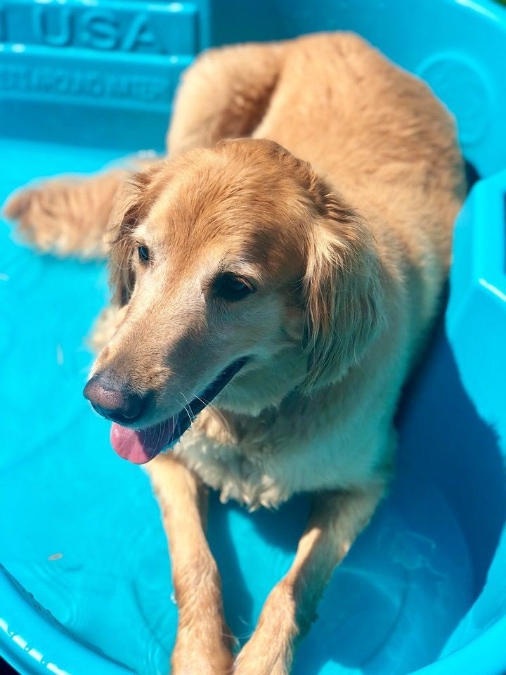 A dog is laying in a blue pool that says usa on it