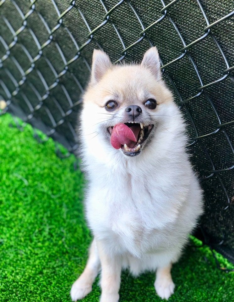 A pomeranian dog is sitting on a green lawn with its tongue hanging out.