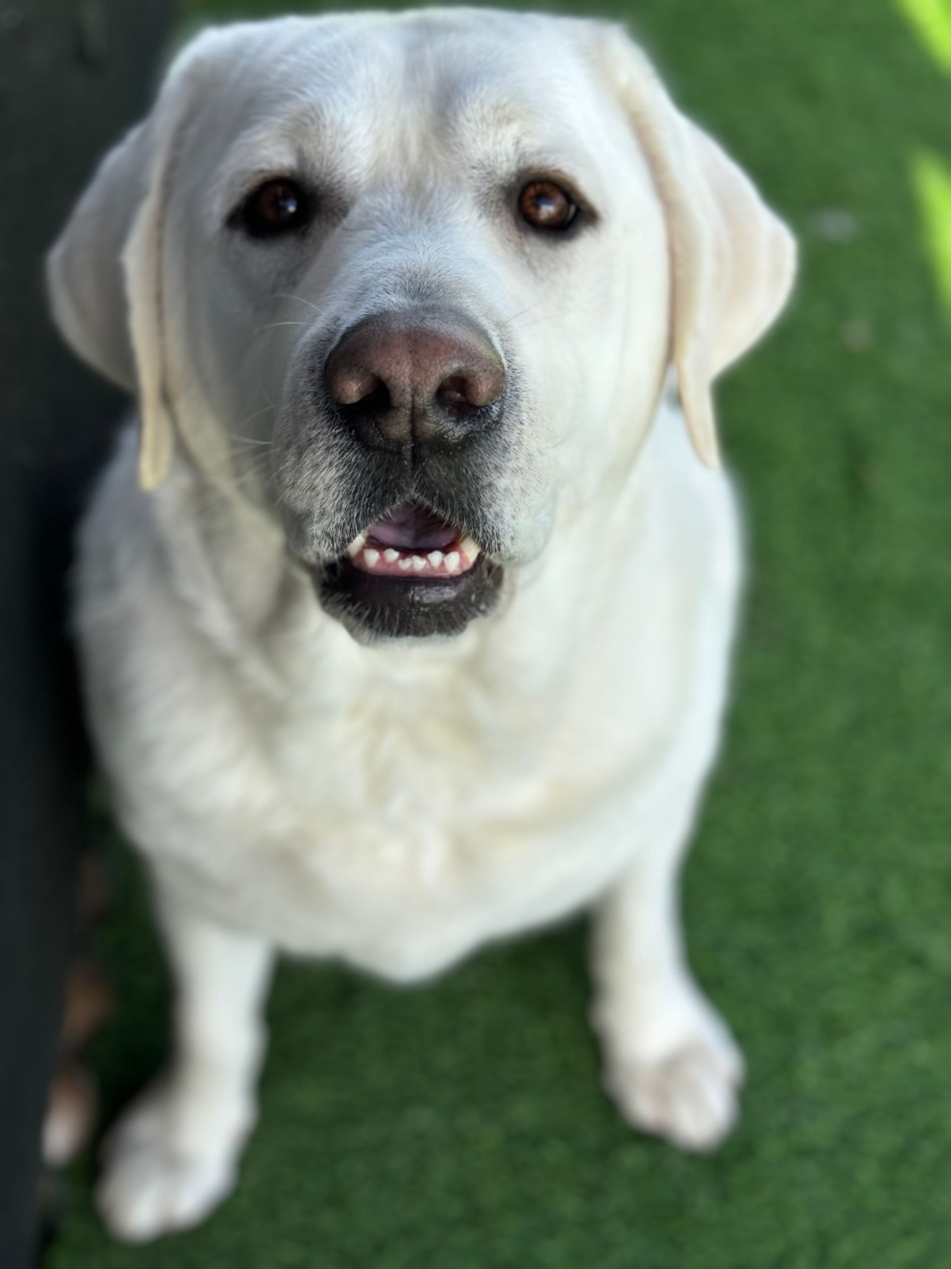A white dog is sitting on the grass and looking up at the camera.