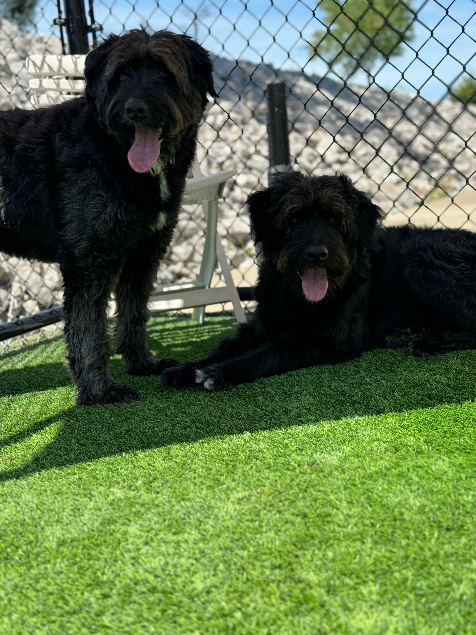 Two black dogs are standing next to each other on a lush green field.