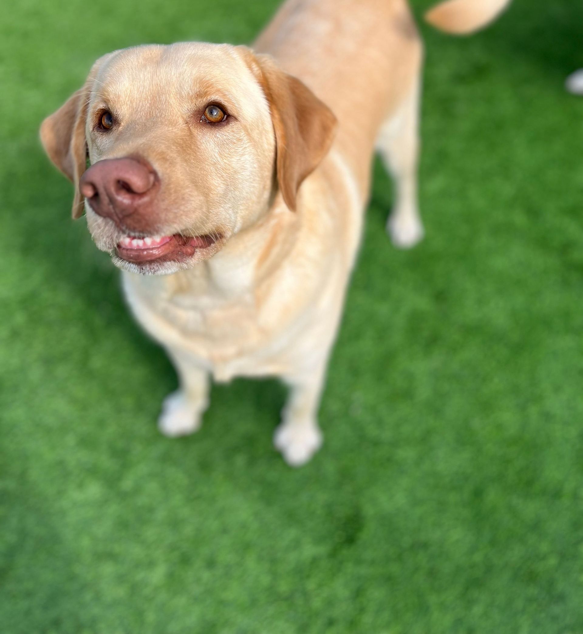 A dog is standing on a lush green field and looking up at the camera.