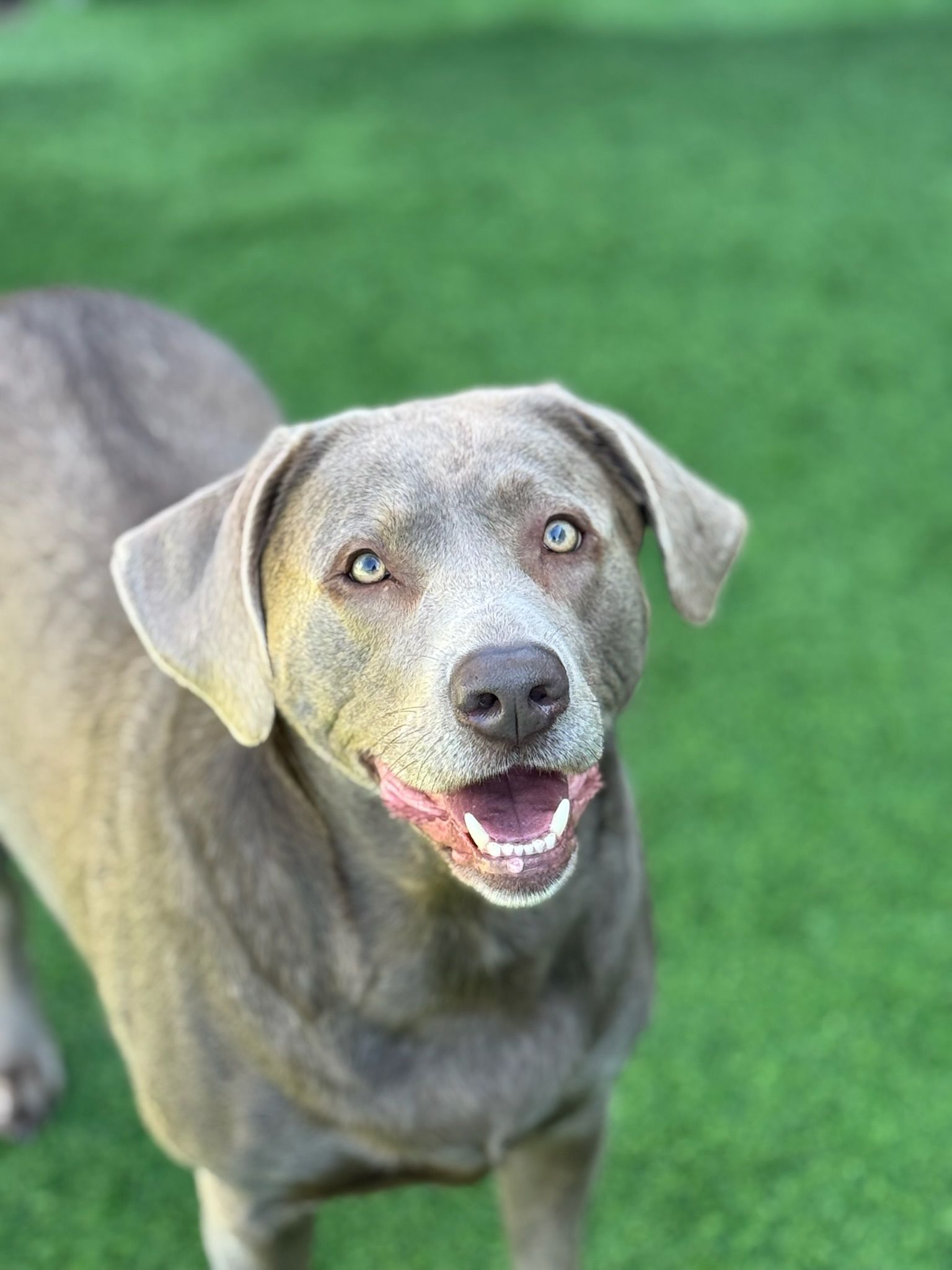 A close up of a dog standing on top of a lush green field.