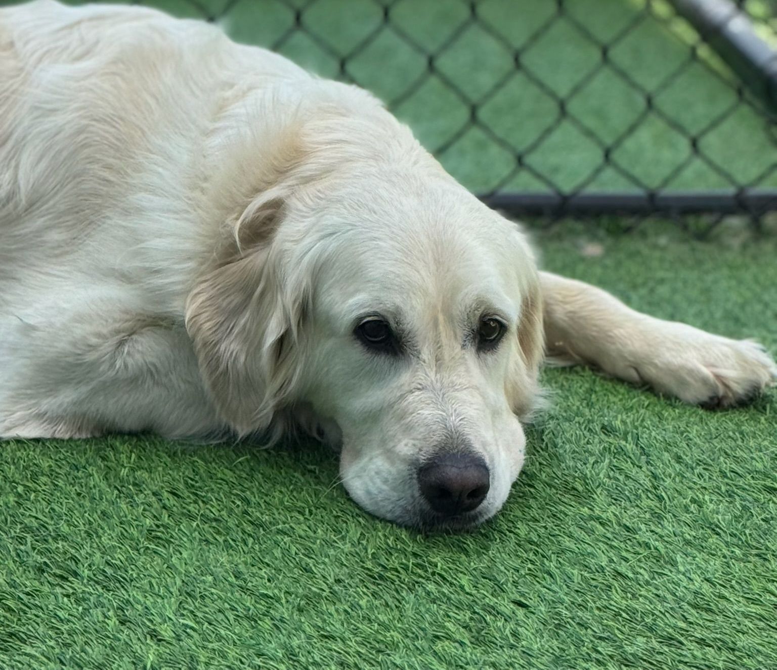 A dog is laying on the grass in front of a chain link fence.