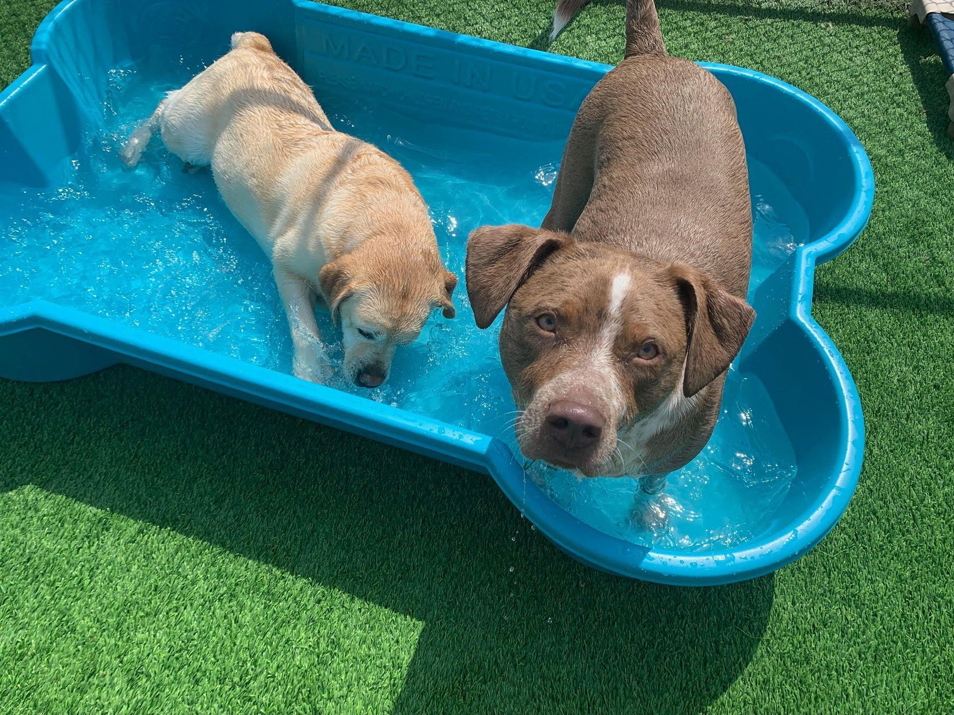 Two dogs are swimming in a blue bone shaped pool.