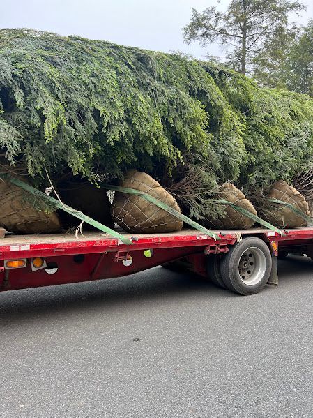 A truck is carrying a large christmas tree on the back of it.