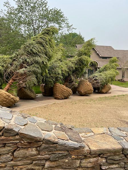 A bunch of trees are sitting on the ground in front of a house.