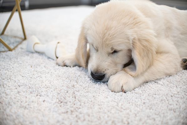 A puppy is sleeping on a white carpet next to a light bulb.