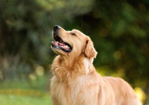 Country Aire Pet Resort