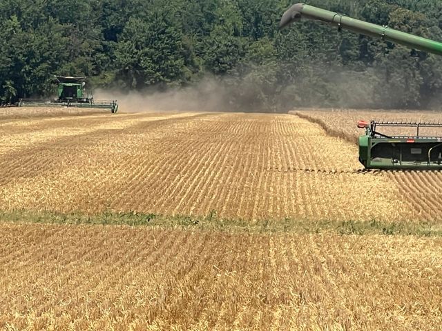 Combine harvesters working a golden grain field with dust rising in the background