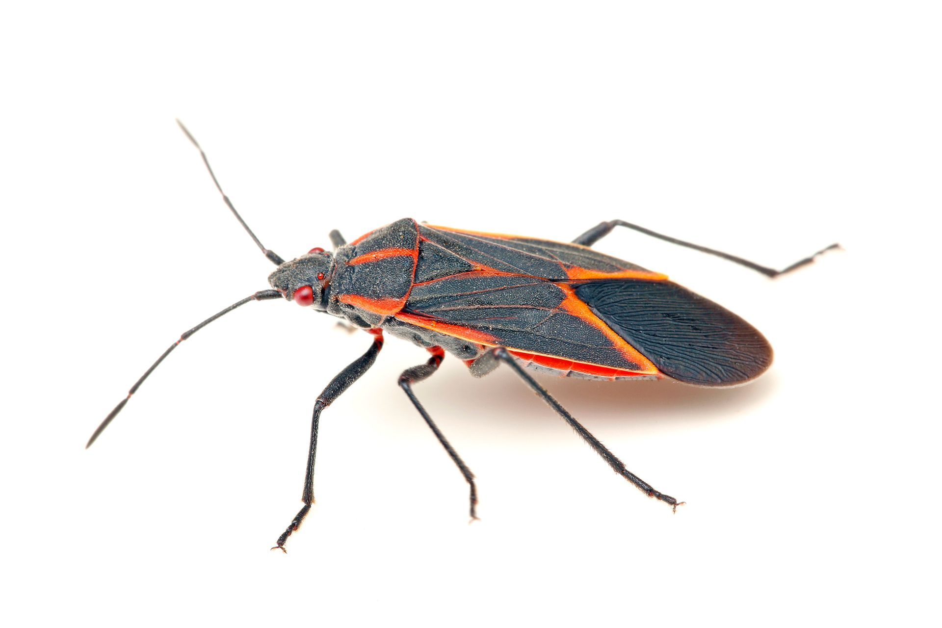 A close up of a bug on a white background.