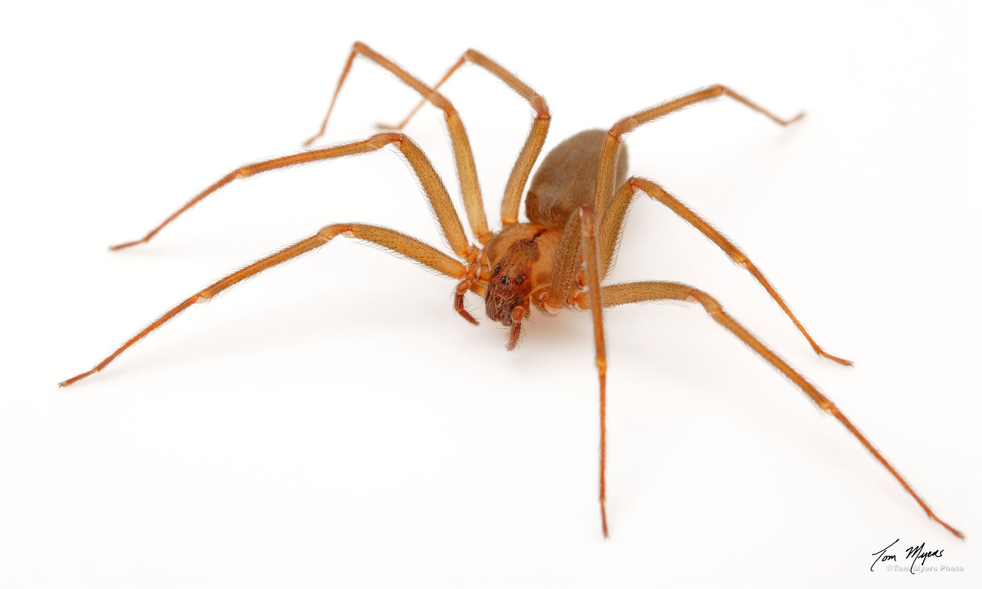 A brown spider is sitting on a white surface.