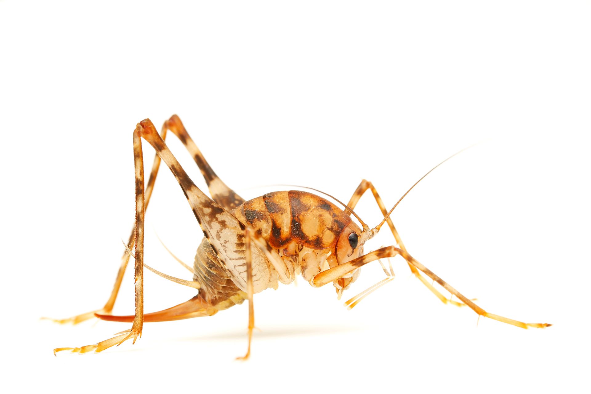 A close up of a grasshopper on a white background