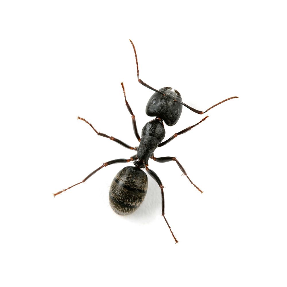 Carpenter Ant