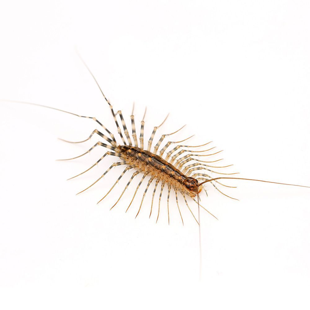 House Centipede