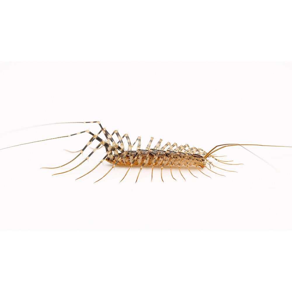 House Centipede