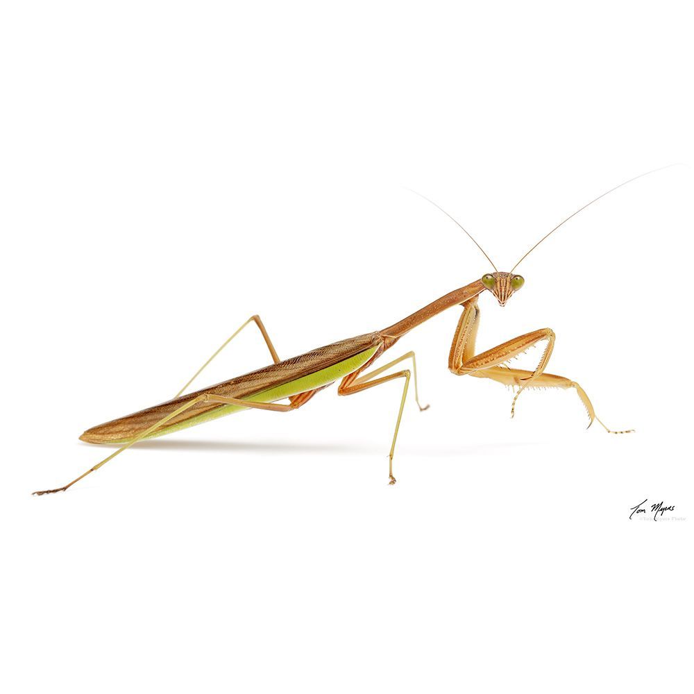 Preying Mantis