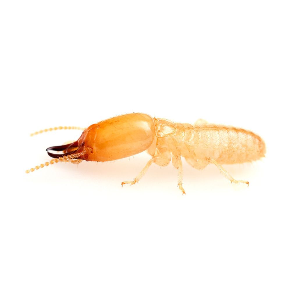 Soldier Termite