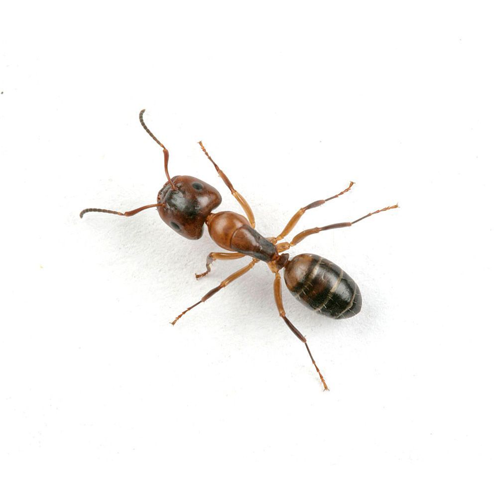 Ant