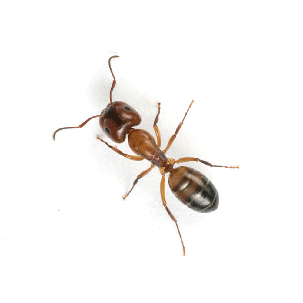 Ant