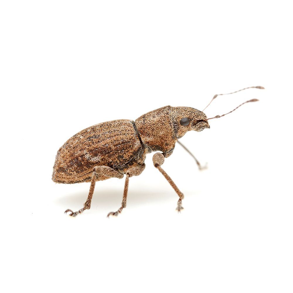 Weevil