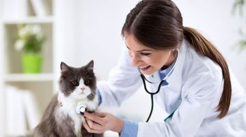 Towson Veterinary Hospital Inc. | Baltimore Animal Hospital | Towson, MD