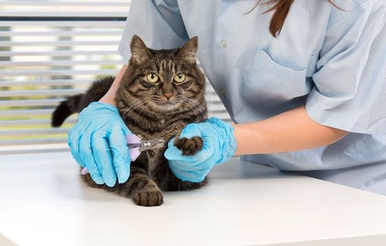 A veterinarian is cutting a cat's claws.