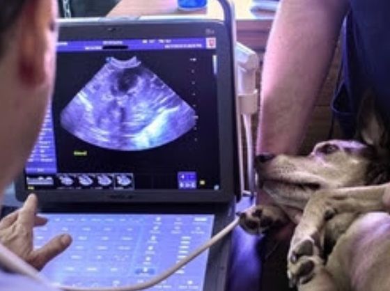 A dog is looking at an ultrasound on a laptop