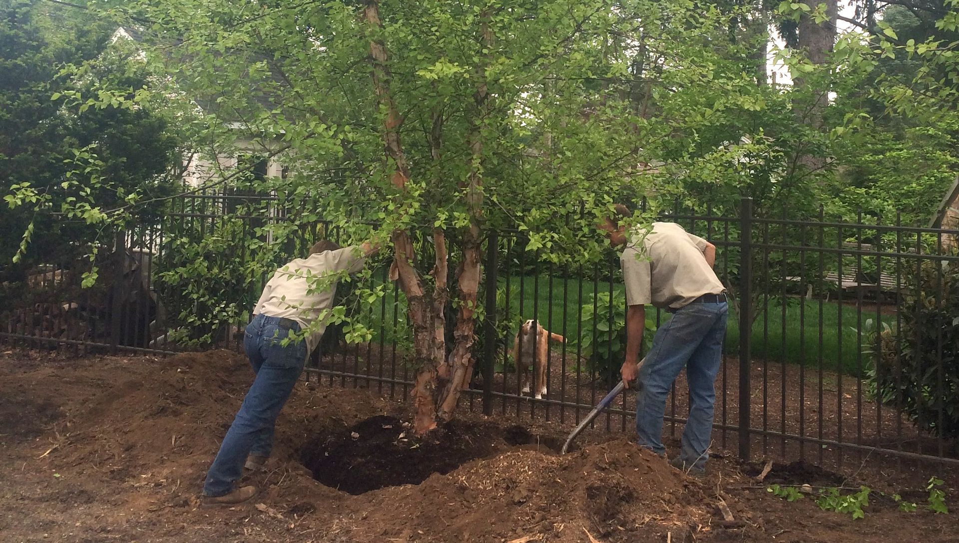 Tree Services Carlisle, PA Mechanicsburg, PA Woodlawn