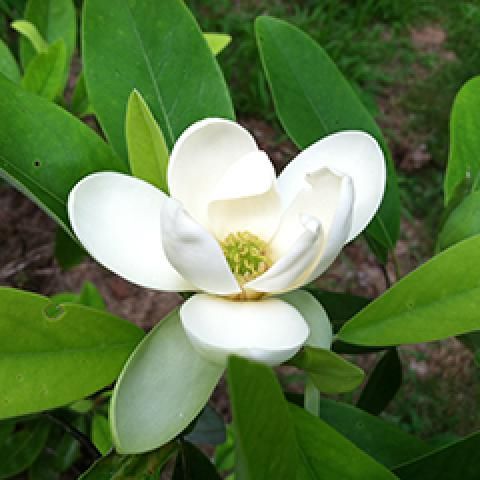 Magnolia (Sweetbay) 